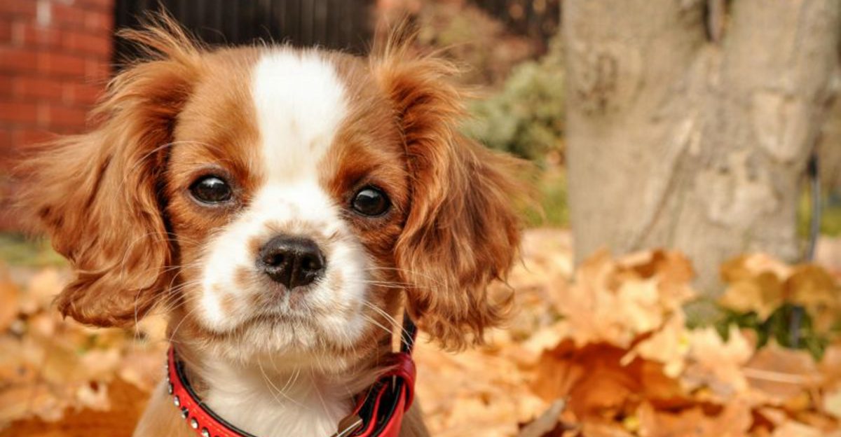 10 breeds that bring warmth into any home