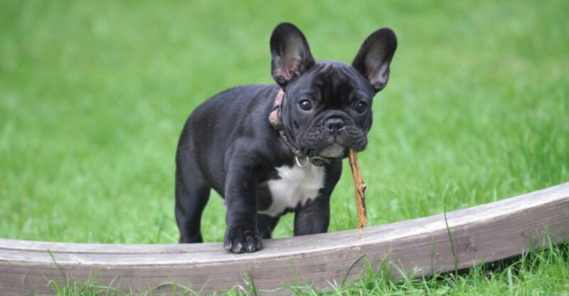 10 bulldog breeds future dog owners should definitely explore