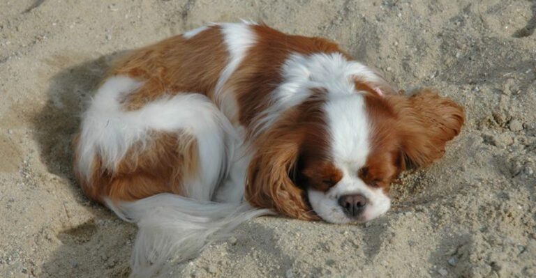 10 dog breeds that feel safer sleeping right next to you dog news