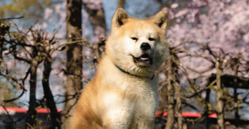 10 dog breeds that require careful handling due to potential aggression toward owners