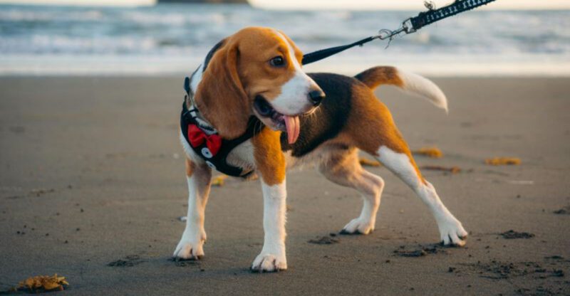 10 dogs known for their naughty side and endless mischief at home
