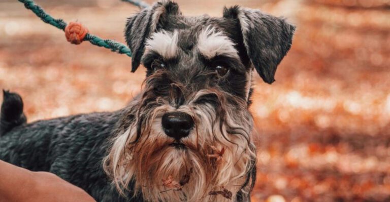 10 dogs with distinctive looks like beards or floppy ears dog news