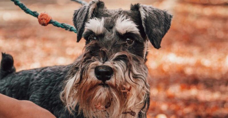 10 dogs with distinctive looks like beards or floppy ears