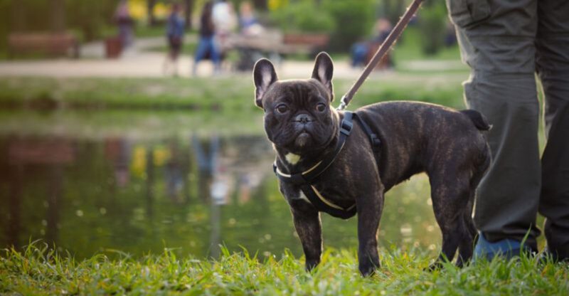 10 everyday moments that can transform your relationship with your dog