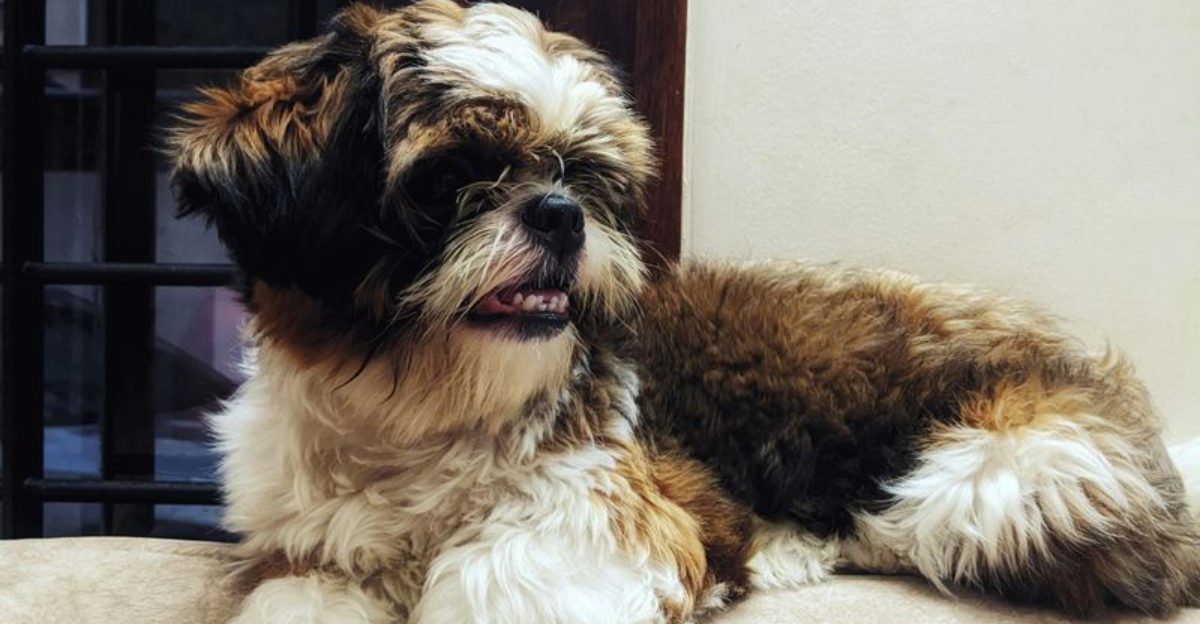 10 heartwarming reasons Shih Tzus are the ultimate cuddle companions