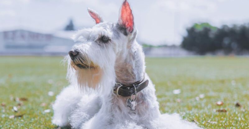 10 irresistibly cute dog breeds with beards and mustaches you cant help but love