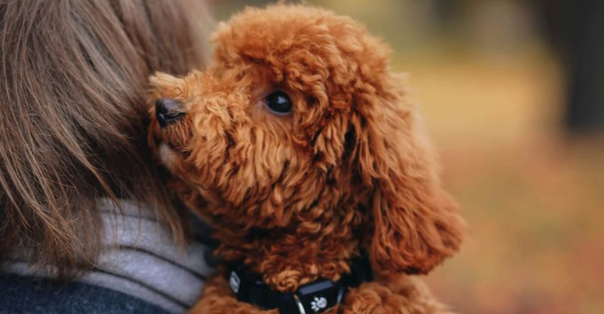 10 little known facts about poodles that might surprise you