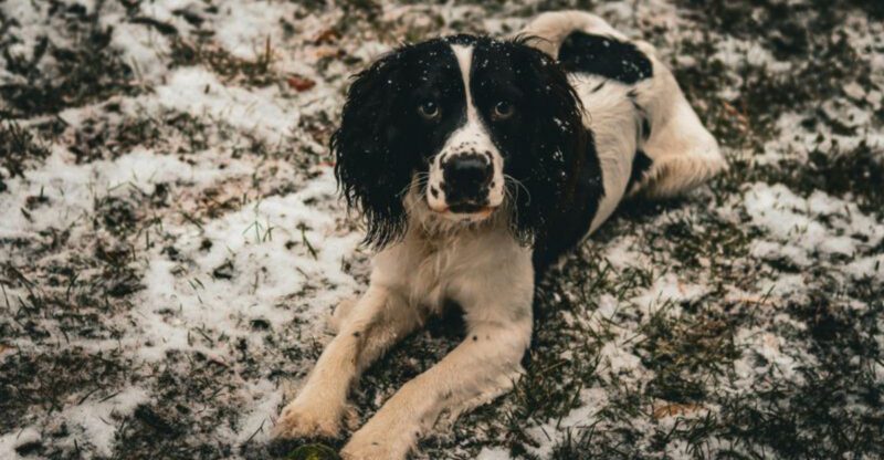 10 lovable English dogs that combine charm with a friendly spirit