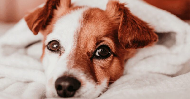 10 moments that show your dog trusts you completely