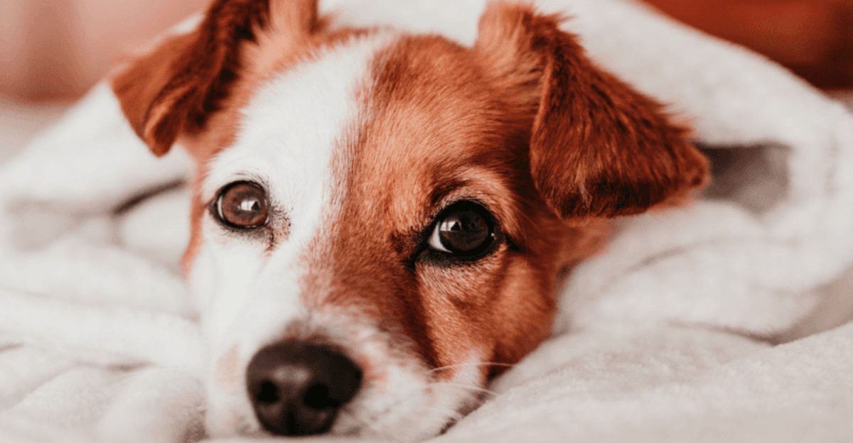 10 moments that show your dog trusts you completely