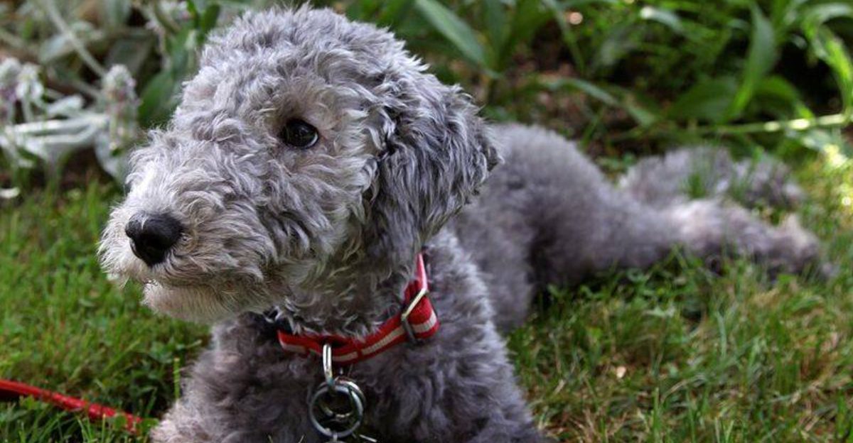 10 one-of-a-kind dogs that charm everyone they meet