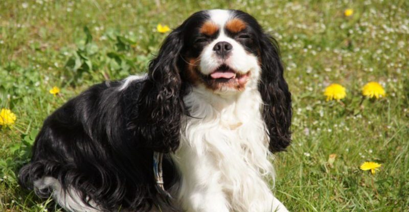10 perfect companion dogs that stay close without overwhelming you