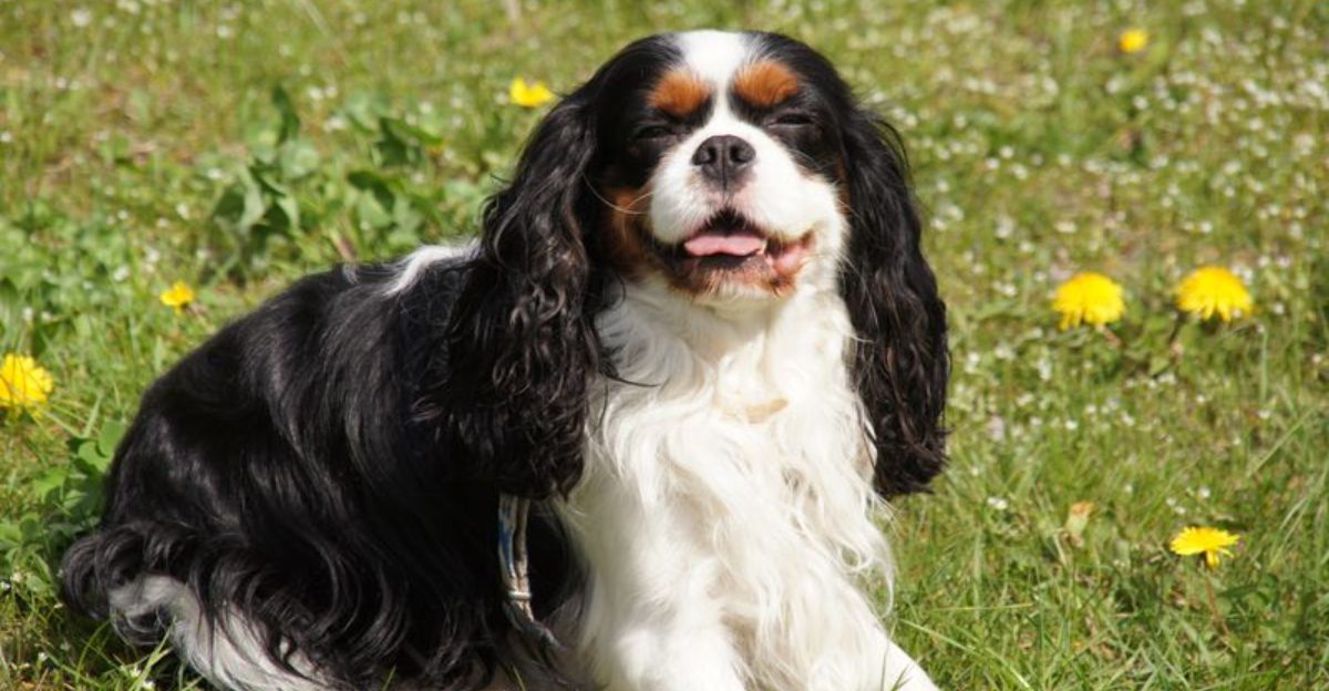 10 perfect companion dogs that stay close without overwhelming you