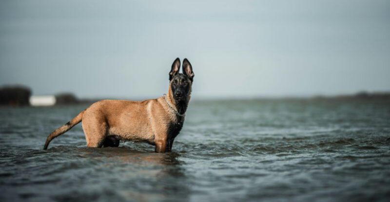 10 shepherd dog breeds youll love plus 3 rare ones