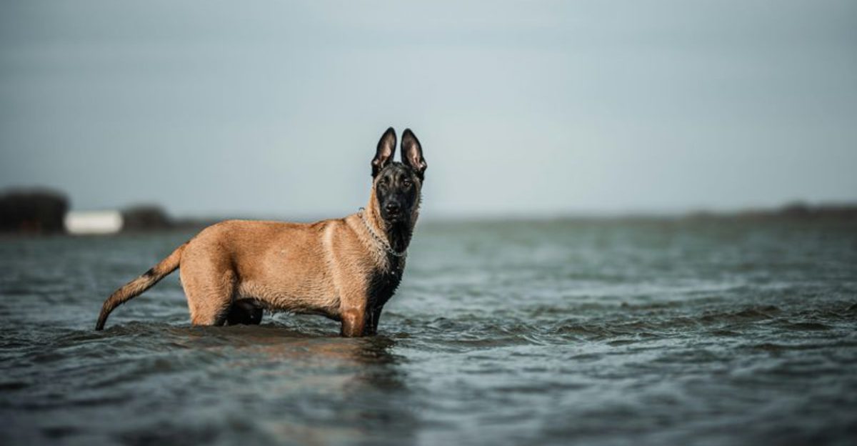 10 shepherd dog breeds youll love plus 3 rare ones