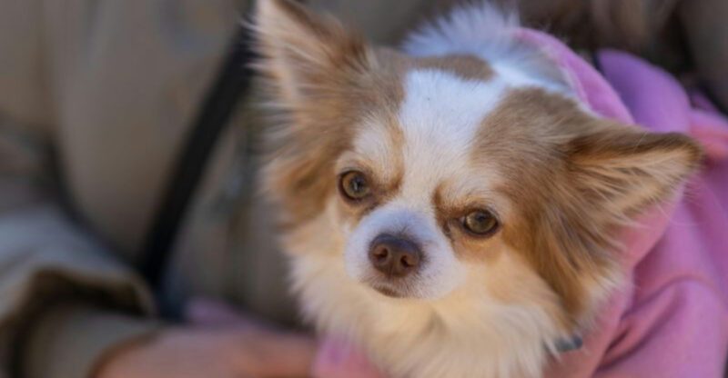 10 small dog breeds that form an unbreakable bond with just one person