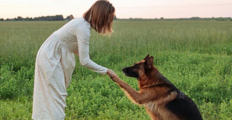 10 standout traits that make German Shepherds unbeatable companions dog news