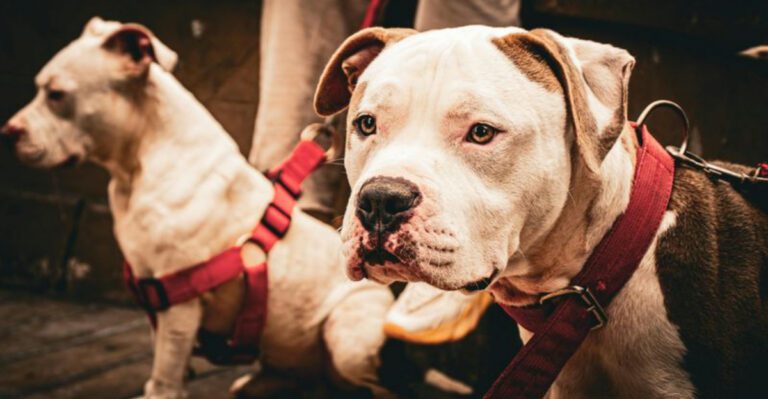 10 surprising facts that reveal the true nature of American Bulldogs dog news