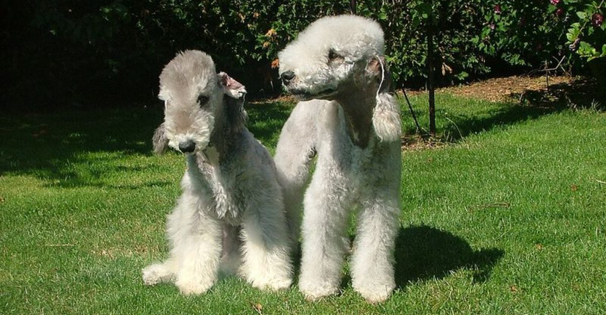 10 unbelievable dogs that seem too strange to be real