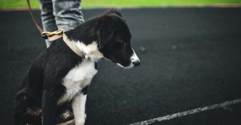 10 ways humans unintentionally make dogs fearful dog news