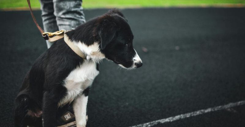 10 ways humans unintentionally make dogs fearful