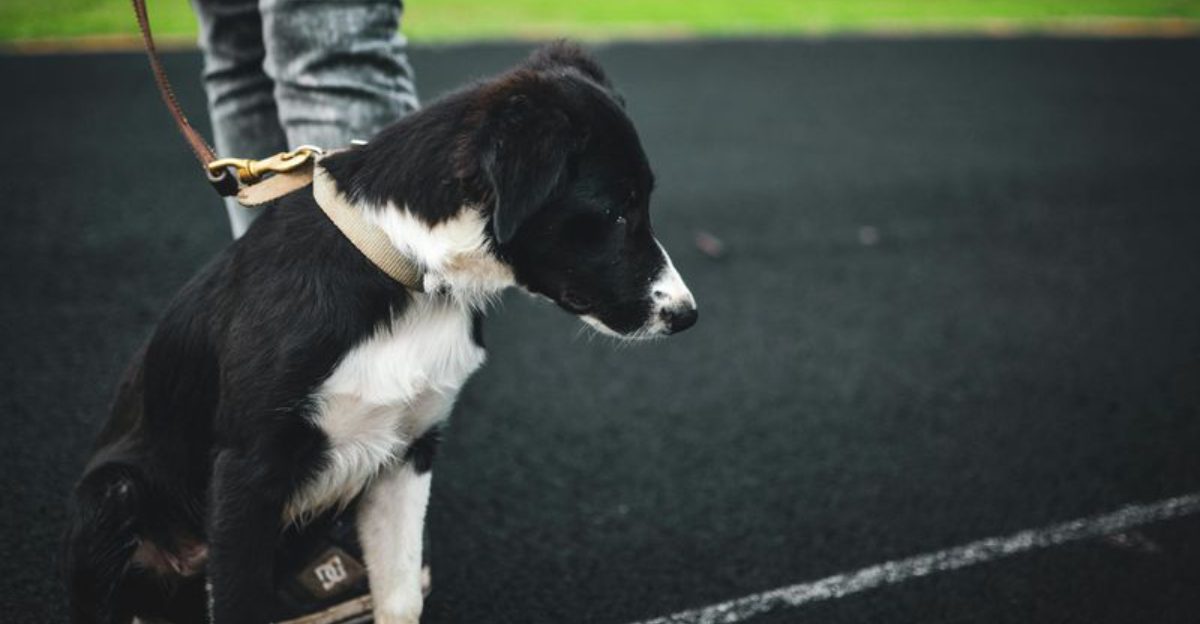 10 ways humans unintentionally make dogs fearful