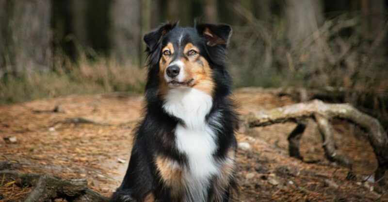 11 charming dog breeds that are secretly harder to handle than youd expect