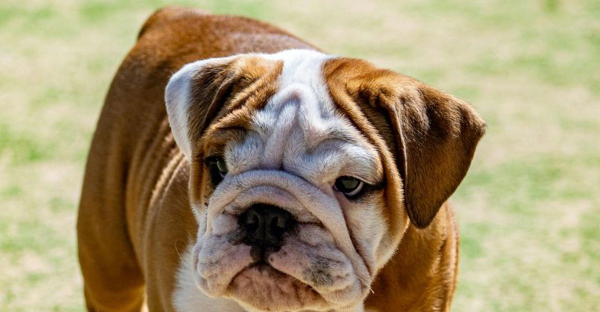 11 cute and wrinkly dogs that are impossible to resist 1
