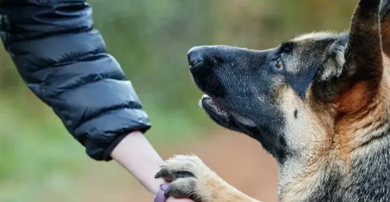 11 dog behaviors that show just how emotionally aware they really are