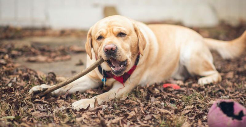 11 dog breeds known for powerful and constant chewing 1