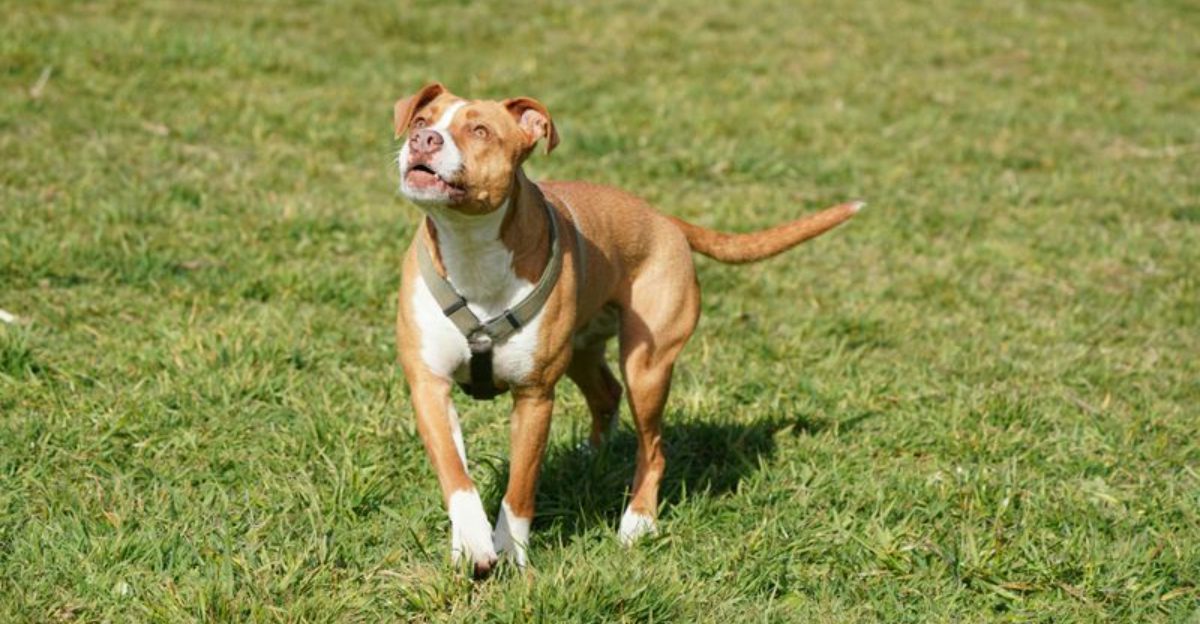 11 dog breeds people get wrong more than any others