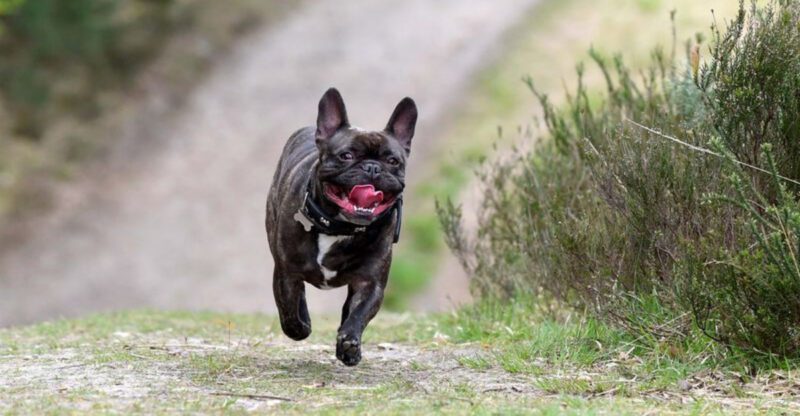 11 dog breeds that could cost you more than you expect