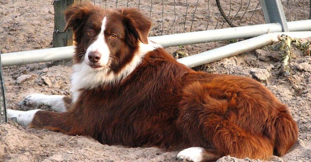 11 dog breeds that flourish when they have a best friend