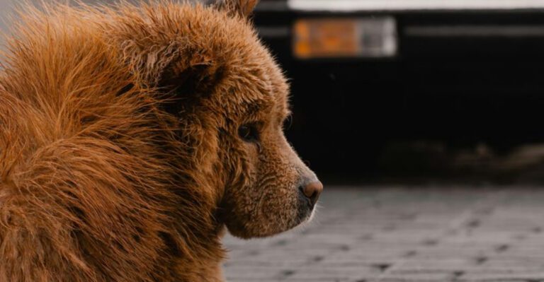 11 dog breeds that will push your patience to the absolute limit and test you daily dog news