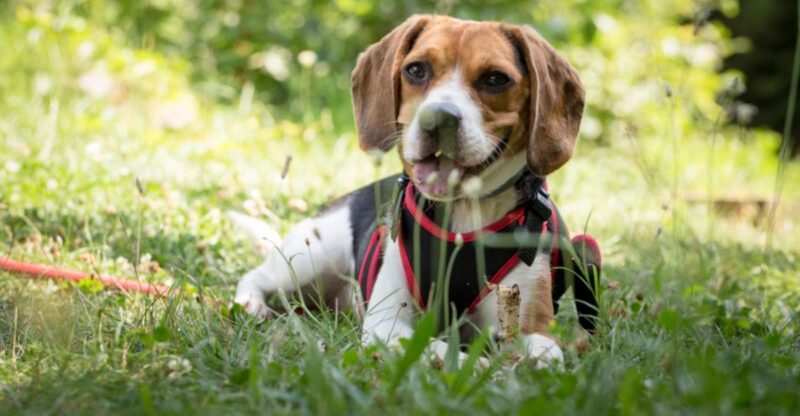 11 dogs that become gentler and more composed as they get older