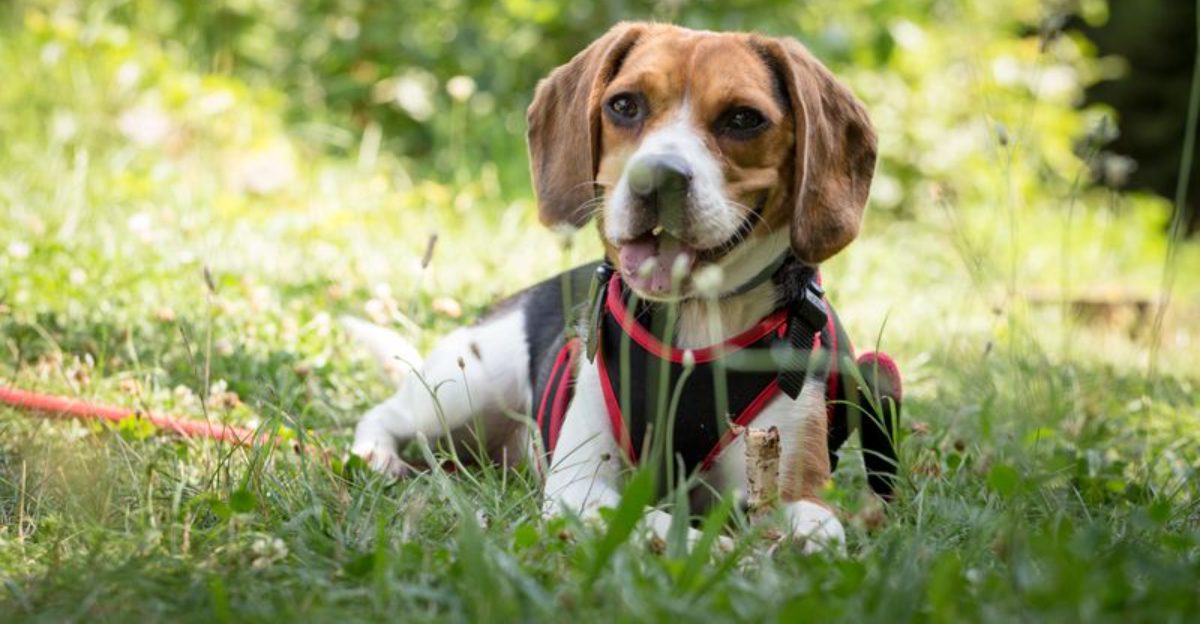 11 dogs that become gentler and more composed as they get older