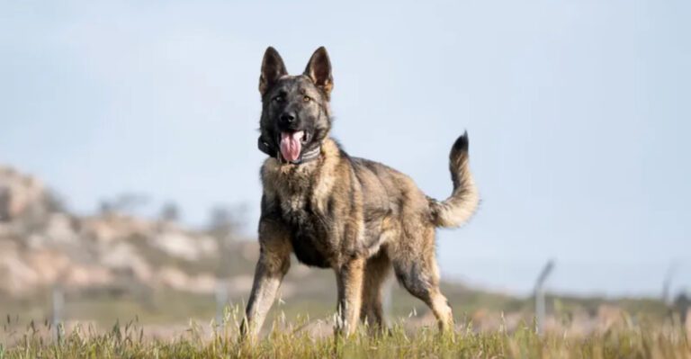 11 dogs that could easily be mistaken for German Shepherds dog news
