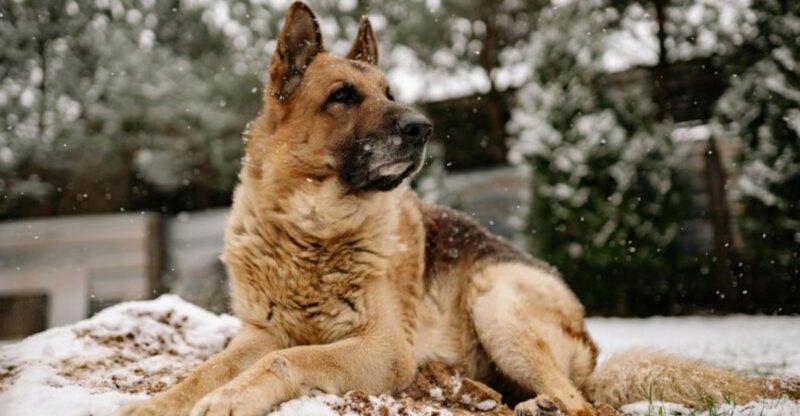 11 dogs that dont just bond they guard with everything they have