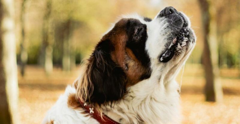 11 dogs that dont live as long and what affects their lifespan