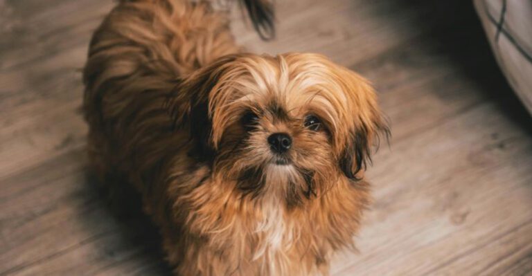 11 dogs that quietly wait the longest in shelters dog news