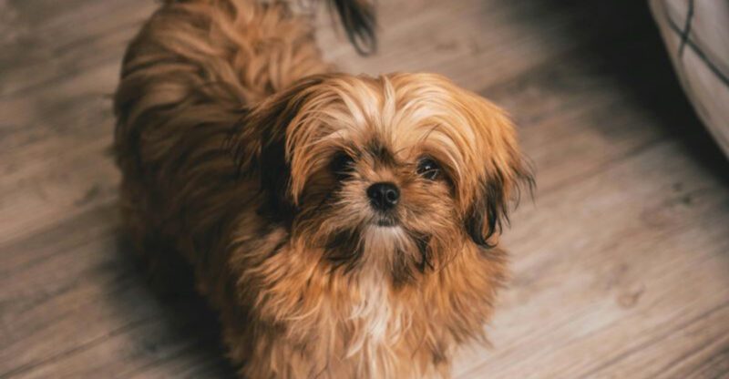 11 dogs that quietly wait the longest in shelters