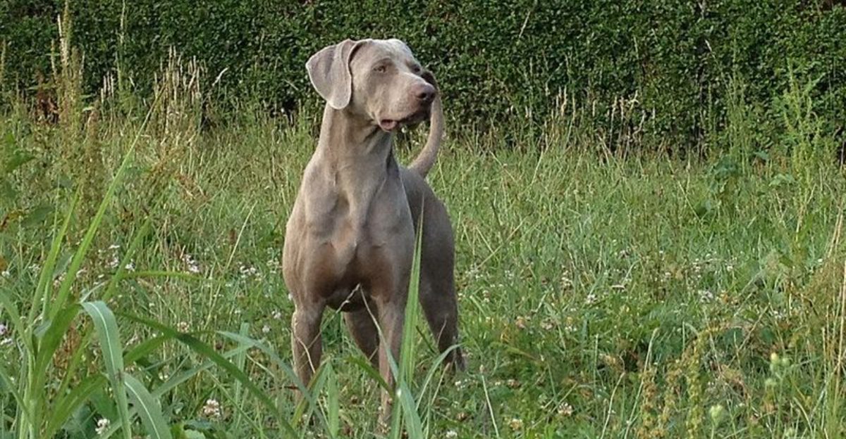 11 dogs that seem low maintenance but are anything but