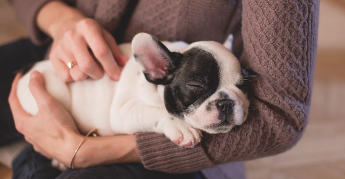 11 dogs that treat your arms like their favorite place