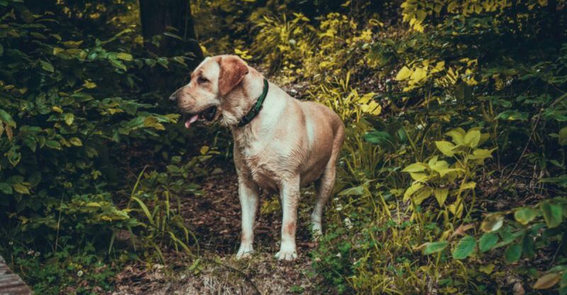 11 dogs that would rather be friendly than protective