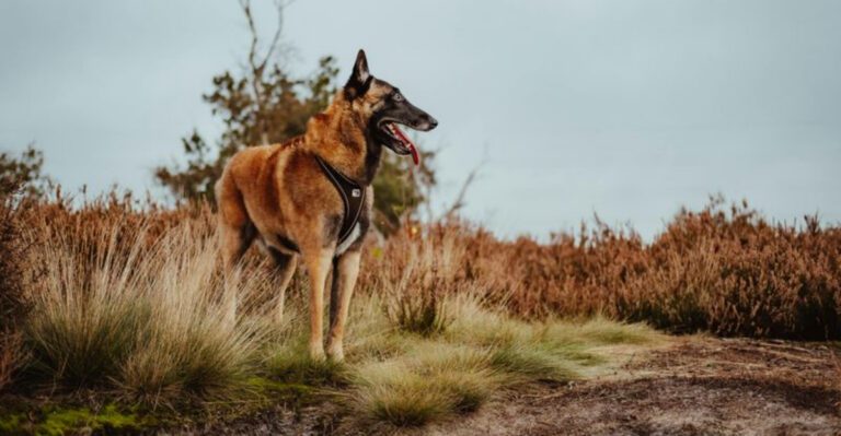 11 easy to train dog breeds that actually enjoy teaming up with you dog news