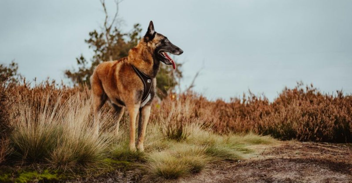 11 easy-to-train dog breeds that actually enjoy teaming up with you