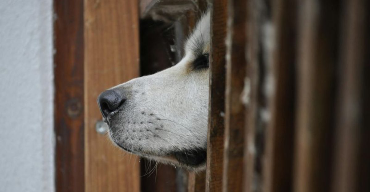 11 emotional clues your dog is preparing to say goodbye