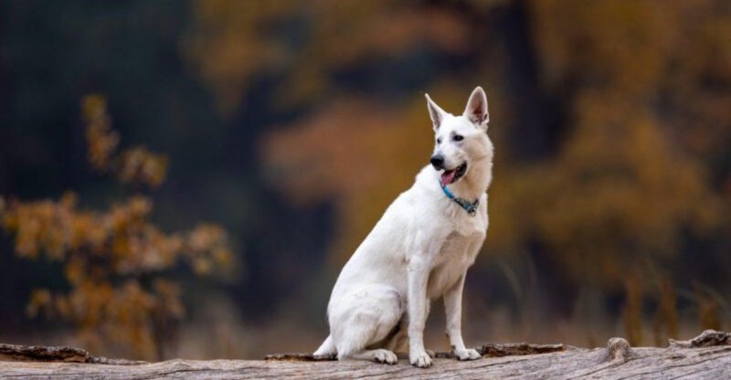 11 eye catching white dogs that are popular across the globe