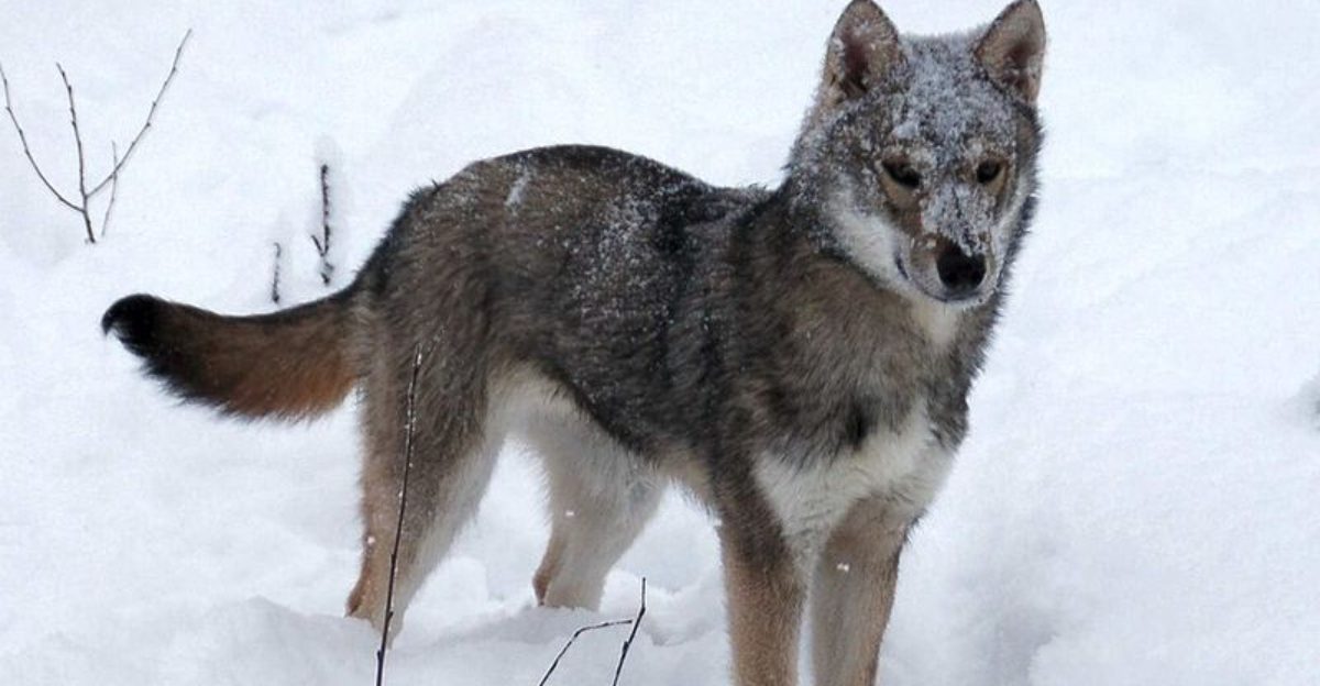 11 husky types that stand out for their looks and traits