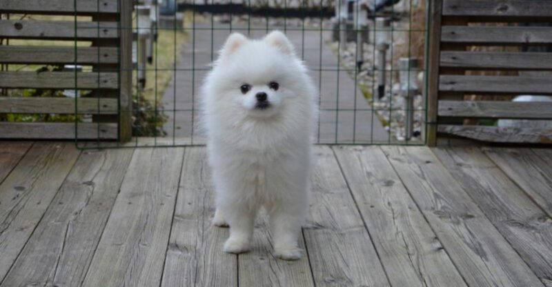 11 irresistibly cute dog breeds youll want the moment you see them